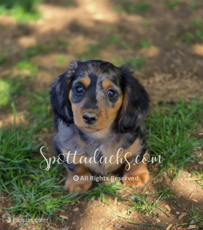 Phantom – Dachshund puppy for sale in Onalaska, WA