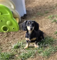 Esmay, a female Dachshund for sale in Onalaska, WA – 4 of 7