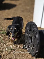 Cloey, a female Dachshund for sale in Onalaska, WA – 4 of 5