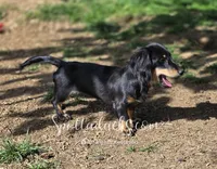 Esmay, a female Dachshund for sale in Onalaska, WA – 3 of 7