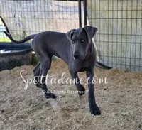 Blueberry, a female Great Dane for sale in Onalaska, WA – 2 of 8