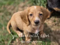 Stuart, a male Dachshund for sale in Onalaska, WA – Photo 2 of 4