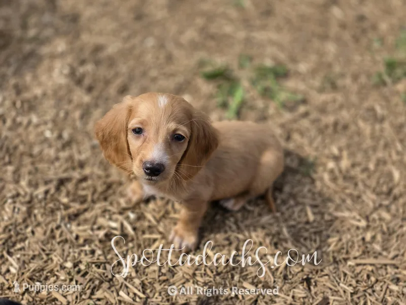 Stuart, a male Dachshund for sale in Onalaska, WA – Photo 1 of 4