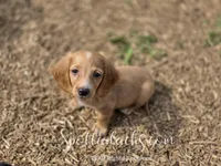 Stuart, a male Dachshund for sale in Onalaska, WA – Photo 1 of 4