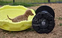 Stuart, a male Dachshund for sale in Onalaska, WA – Photo 3 of 4