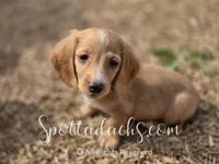 Stuart, a male Dachshund for sale in Onalaska, WA – Photo 4 of 4