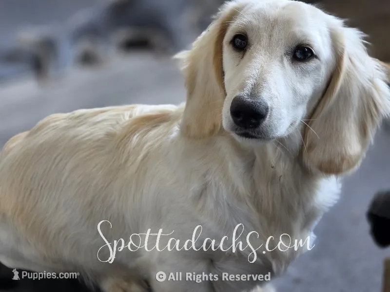 Yeti – Dachshund puppy for sale in Onalaska, WA