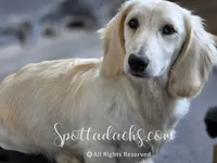 Yeti, a male Dachshund for sale in Onalaska, WA – 1 of 7