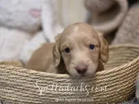 Mint Gold, a male Dachshund for sale in Onalaska, WA – 1 of 5