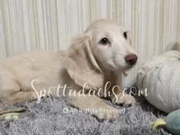 Cream Of The Crop, a male Dachshund for sale in Onalaska, WA – 3 of 9