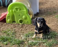 Esmay, a female Dachshund for sale in Onalaska, WA – 5 of 7