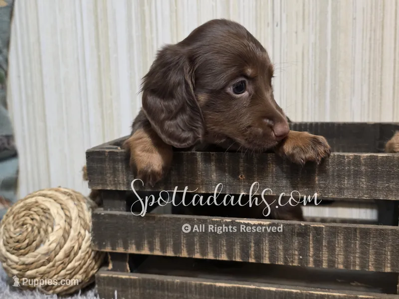 Daddy's Girl – Dachshund puppy for sale in Onalaska, WA