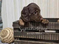 Daddy's Girl, a female Dachshund for sale in Onalaska, WA – 1 of 10