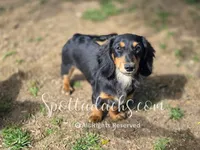 Archie, a male Dachshund for sale in Onalaska, WA – 3 of 10