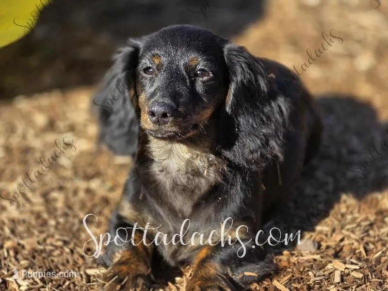Astrid, a female Dachshund for sale in Onalaska, WA – Photo 1 of 4