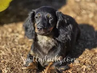 Astrid, a female Dachshund for sale in Onalaska, WA – Photo 1 of 4