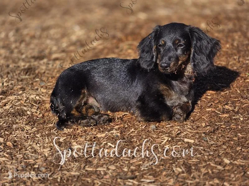 Astrid – Dachshund puppy for sale in Onalaska, WA