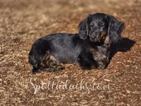 Astrid, a female Dachshund for sale in Onalaska, WA – Photo 4 of 4