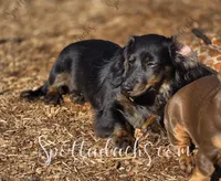Astrid, a female Dachshund for sale in Onalaska, WA – Photo 3 of 4