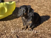 Astrid, a female Dachshund for sale in Onalaska, WA – Photo 2 of 4