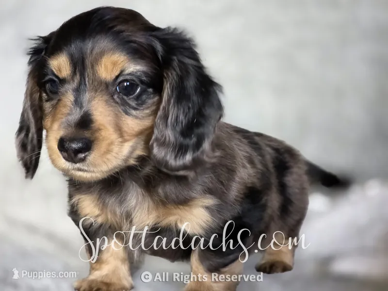 Zorro, a male Dachshund for sale in Onalaska, WA – 1 of 4