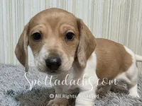Mowgli, a male Miniature Dachshund for sale in Onalaska, WA – 3 of 3