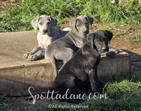 Bluebelle, a female Great Dane for sale in Onalaska, WA – Photo 5 of 5