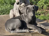 Bluebelle, a female Great Dane for sale in Onalaska, WA – Photo 4 of 5