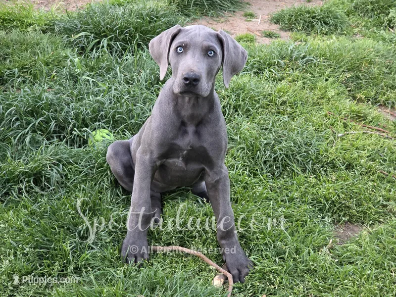 Bluebelle – Great Dane puppy for sale in Onalaska, WA