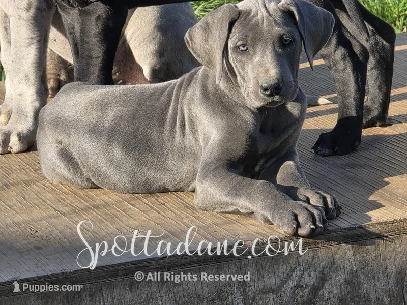 Bluebelle – Great Dane puppy for sale in Onalaska, WA