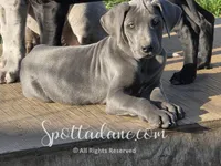 Bluebelle, a female Great Dane for sale in Onalaska, WA – Photo 2 of 5