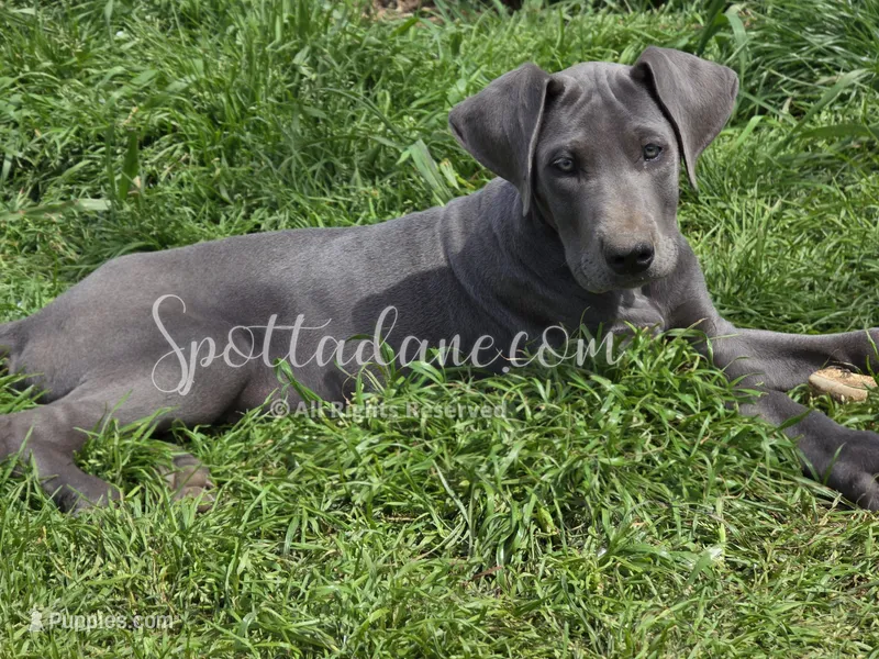 Bluebelle – Great Dane puppy for sale in Onalaska, WA