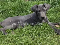 Blueberry, a female Great Dane for sale in Onalaska, WA – 2 of 6