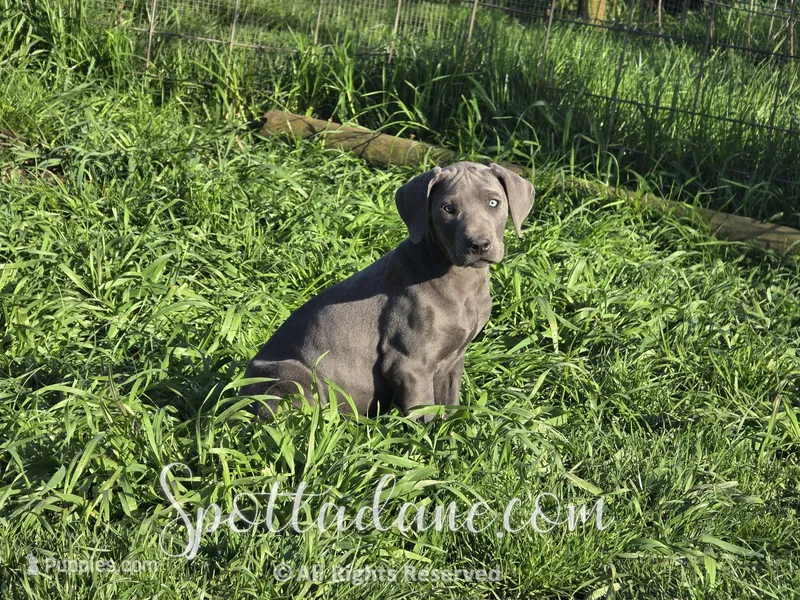 Bluebelle – Great Dane puppy for sale in Onalaska, WA
