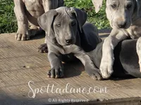 Bluebelle, a female Great Dane for sale in Onalaska, WA – Photo 3 of 5