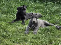 Blueberry, a female Great Dane for sale in Onalaska, WA – 3 of 6