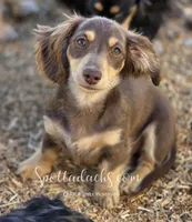 Tiki, a female Dachshund for sale in Onalaska, WA – 1 of 2