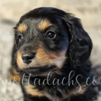 Archie, a male Dachshund for sale in Onalaska, WA – Photo 4 of 7