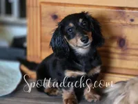Archie, a male Dachshund for sale in Onalaska, WA – Photo 1 of 7
