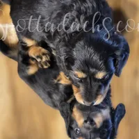 Archie, a male Dachshund for sale in Onalaska, WA – Photo 3 of 7