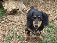 Archie, a male Dachshund for sale in Onalaska, WA – 3 of 10