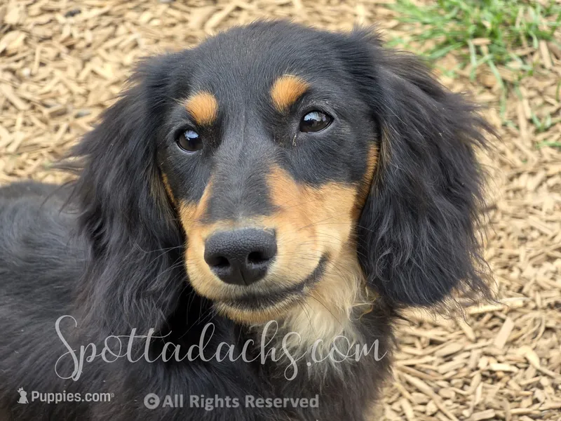 Archie – Dachshund puppy for sale in Onalaska, WA