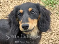Archie, a male Dachshund for sale in Onalaska, WA – 2 of 10