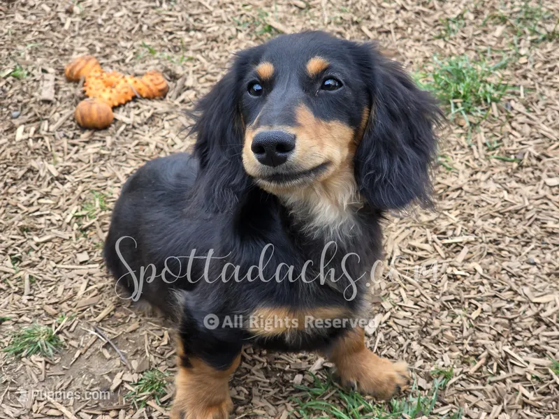 Archie – Dachshund puppy for sale in Onalaska, WA