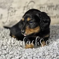 Archie, a male Dachshund for sale in Onalaska, WA – Photo 5 of 7