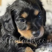 Archie, a male Dachshund for sale in Onalaska, WA – Photo 6 of 7