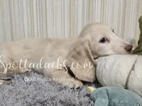 Cream Of The Crop, a male Dachshund for sale in Onalaska, WA – 2 of 9