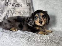 Zorro, a male Dachshund for sale in Onalaska, WA – 3 of 4