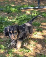 Zorro, a male Dachshund for sale in Onalaska, WA – 5 of 8