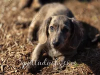 Luna, a female Miniature Dachshund for sale in Onalaska, WA – Photo 2 of 3